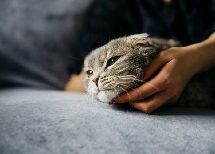 Kenapa Kucing Sangat Suka Dielus Dagu oleh Pemiliknya? Ini 4 Alasannya,Ternyata Bikin Kucing Nyaman dan Rileks