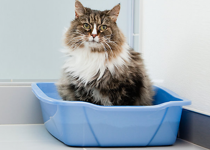 Pemilik Kucing Wajib Tau! Ini 4 Cara Penggunaan Kotak Pasir Kucing yang Baik dan Benar
