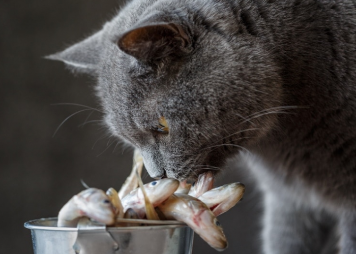 2 Resep Makanan Kucing Rumahan yang Terbuat dari Ikan, Kucing Peliharaanmu dijamin Suka!