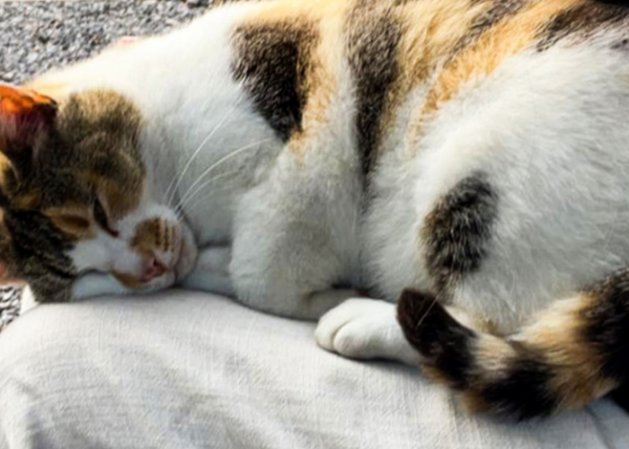 Sering Dianggap Jorok, Ini 4 Manfaat Merawat Kucing Kampung yang Ternyata Sangat Berdampak dan Bermanfaat!