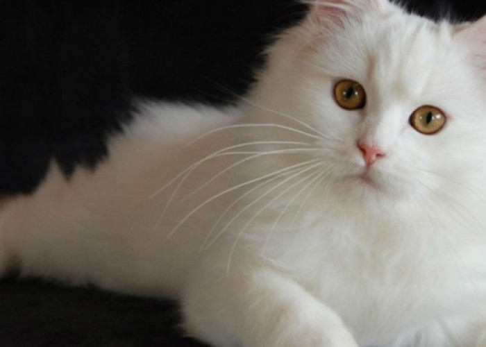 Berikut 3 Jenis Kucing Populer untuk Dipelihara Memiliki Keindahan dan Keunikan Tersendiri, No. 1 Terpopuler!