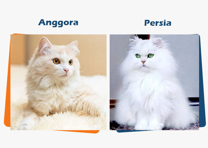Sering Keliru, Apa Perbedaan Kucing Anggora vs Kucing Persia? Perhatikan 7 Perbedaannya Sangat Mencolok!