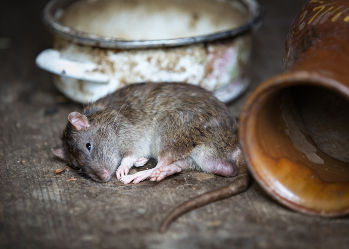 Jaga Dapurmu Tetap Bersih! Ini Alasan Tikus Bersarang Di Dapur Rumahmu, Simak Penjelasannya