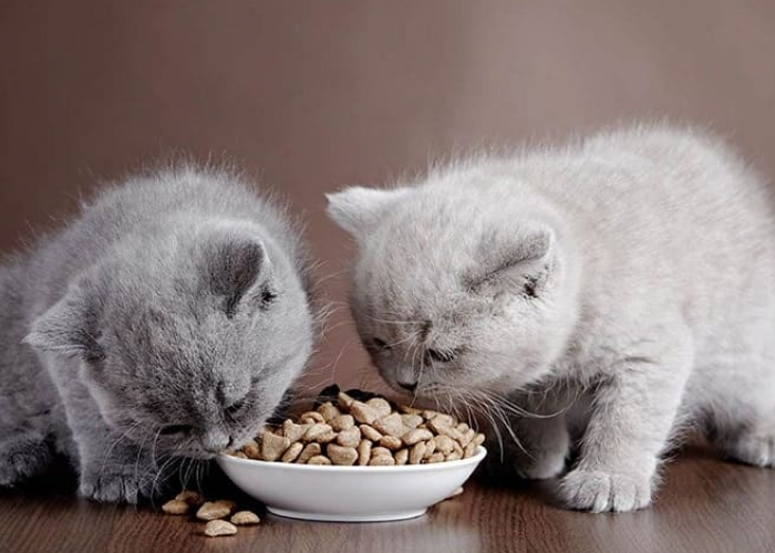 4 Rekomendasi Makanan Kucing Untuk Kitten, yang Bagus Untuk Menggemukan Anabul!