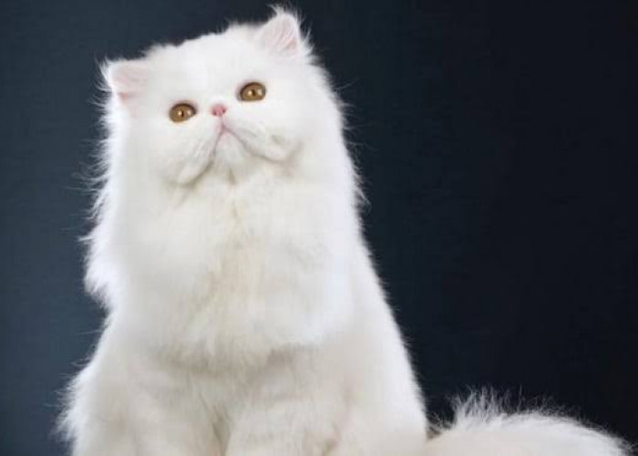 10 Ide Nama Kucing Islami yang Indah dan Penuh Makna