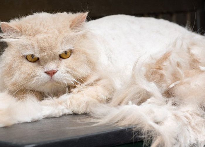 Apakah Kamu Korban Cakaran Kucing Agresif? Inilah 4 Cara Mengatasi Kucing Agresif Menjadikan Lebih Penurut