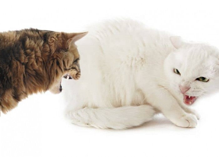 Inilah 5 Arti Suara Kucing Menggeram, yang Perlu Kamu Ketahui! Hati-hati, Bisa Jadi Tanda Peringatan!