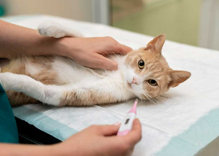 Bahaya! Pemberian Pil KB Pada Kucing Bukan Solusi Tepat Untuk Mencegah Kehamilan