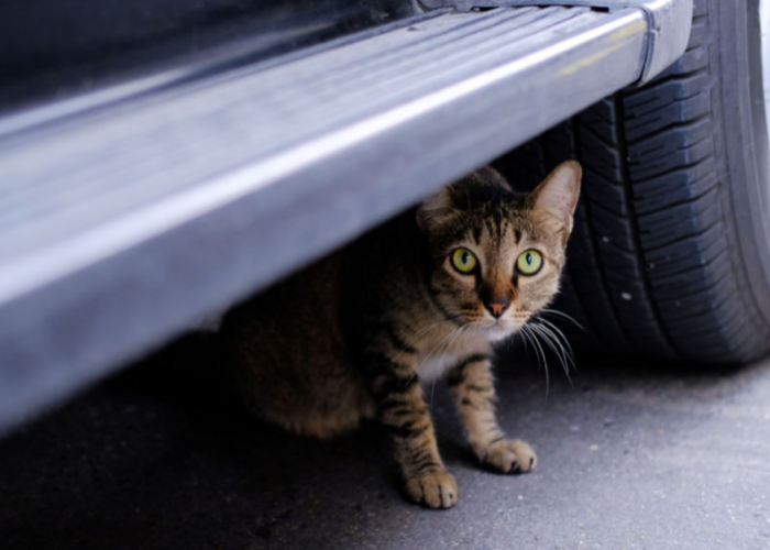 Kenapa Kucing Suka Ngumpet di Bawah Mobil? Berikut 5 Jenis Tempat Persembunyian Favorit Kucing Liar