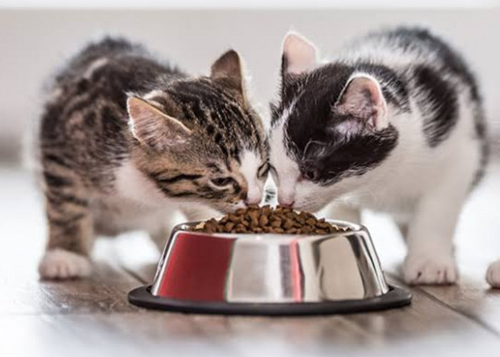 Makanan untuk Anak Kucing 1 Bulan, Harus Aman dan Begizi untuk Tumbuh Kembangnya