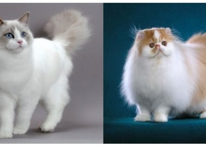 Kira-Kira Kucing Anggora Dengan Kucing Persia Mana yang Bagus? Simak Penjelasan Ini!