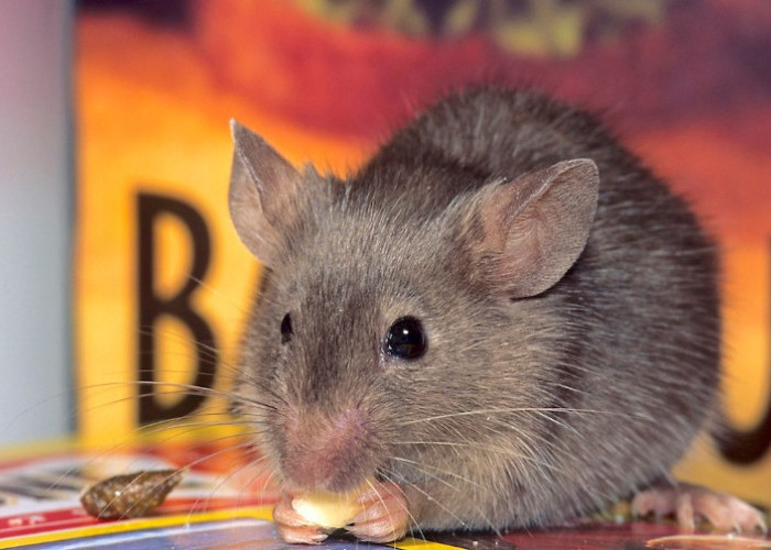 Berikut adalah 4 Cara Mencegah Tikus Masuk Rumah, Untuk Mencegah Penyakit Berbahaya