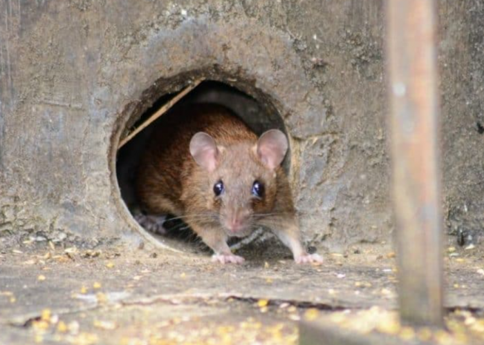 Ini Lho Dampak Menghirup Bau Bangkai Tikus pada Kesehatan, Cari Tahu 4 Cara Menghilangkan Baunya