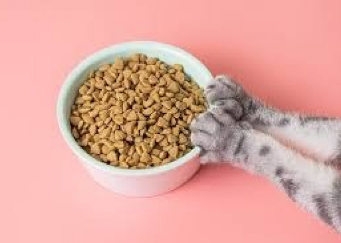 Cocok Bagi Anabul Diberikan 5 Merk Makanan Kucing dengan Harga Murah dan Memiliki Kualitas Baik