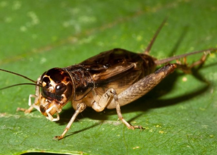 Inilah 4 Manfaat dan Ragam Ciri Khas Jangkrik, Serangga Kecil yang Bersuara Nyaring