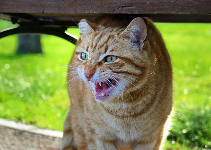 5 Alasan Dibalik Suara Kucing Menggeram yang Harus Diwaspadai