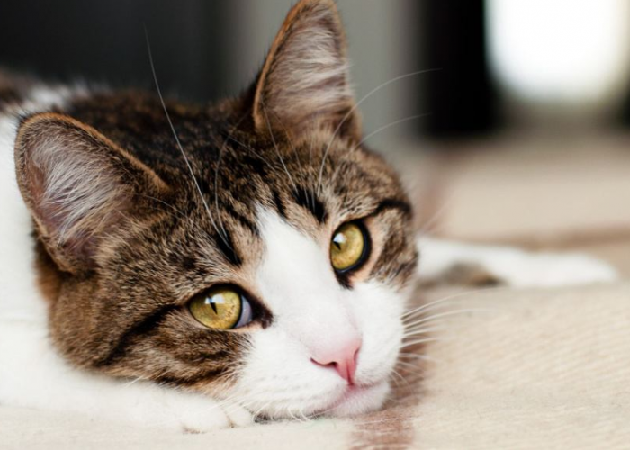 Ini 4 Hal yang Membuat Kucing Sedih Beserta Tandanya, yang Jarang Diketahui Pemilik Kucing!