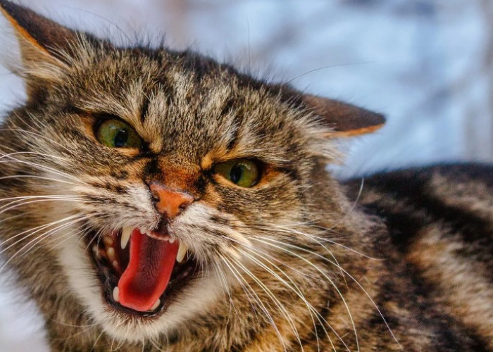 Kenapa Kucing Membentak Ketika Dielus? Berikut 5 Alasan yang Mungkin Sering Kamu Abaikan!