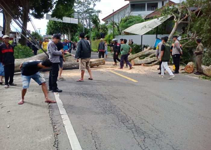 Diterpa Angin Kencang, Pohon Tumbang Timpa 2 Rumah di Cikijing