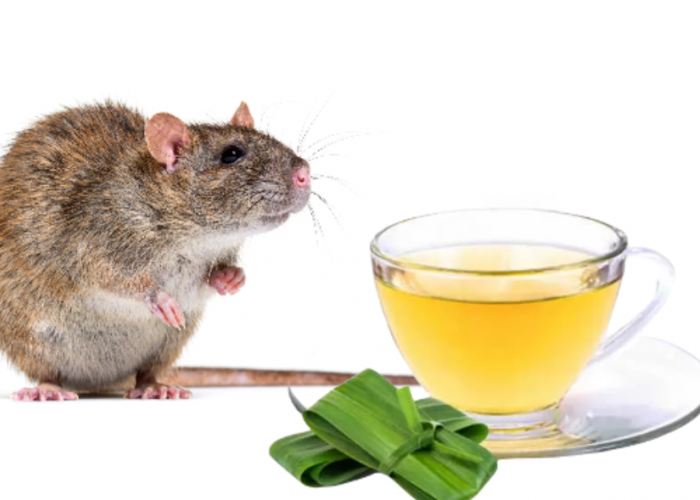 Baunya Bikin Tikus Lari, 5 Cara Mengusir Tikus Dengan Daun Pandan dan Mencegah Balik Lagi