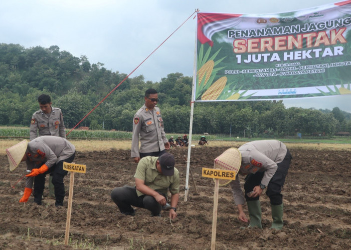 Diskatan-Polres Kuningan Serentak Tanam Jagung 1 Juta Hektare