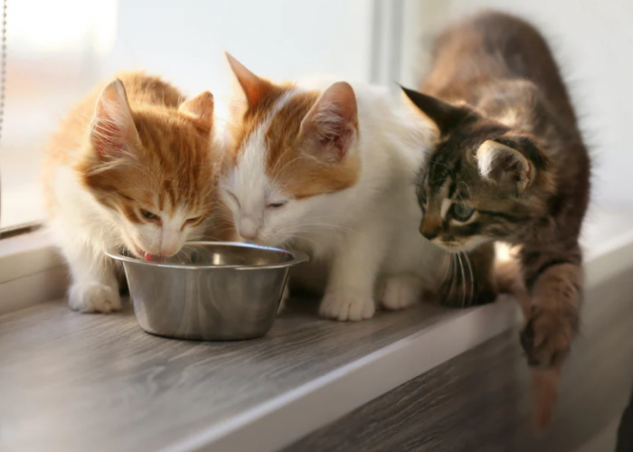 3 Poin Ini Wajib Diperhatikan, Inilah Porsi Makan Kucing Sesuai Usianya yang Benar dan Tepat