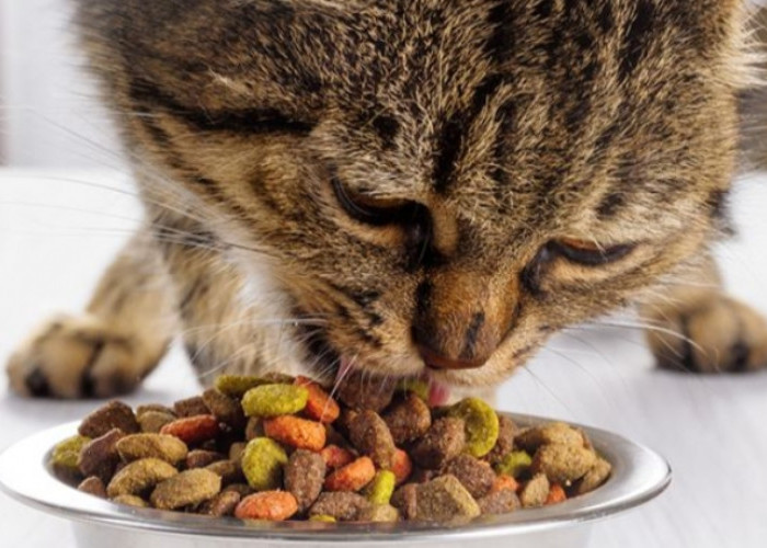 Tak Perlu Repot, Cobalah Resep Makanan Kucing Sederhana dari Nasi dan Tempe ini! 