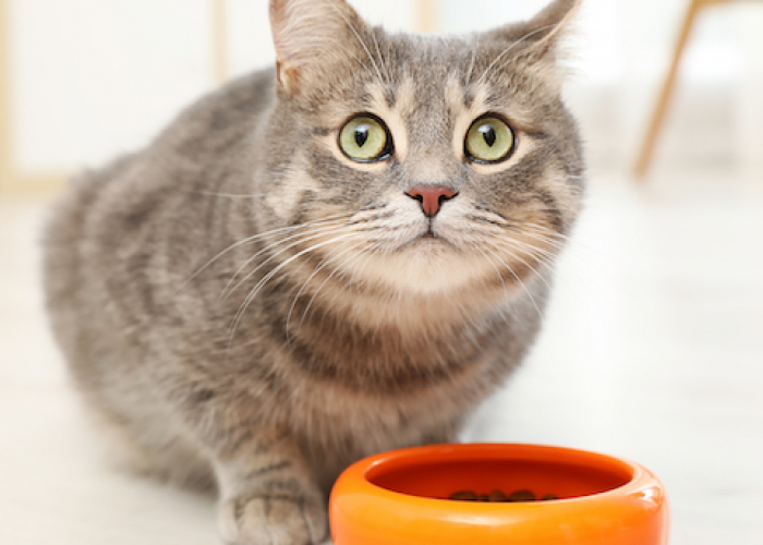 Praktis Banget! Berikut 3 Cara Mengusir Semut dari Makanan Kucing dengan Mudah