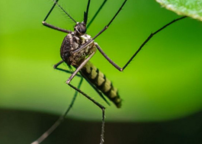 Aromanya Bikin Nyamuk Menjauh, Ini Dia 5 Bau Alami Pengusir Nyamuk Dari Rumah