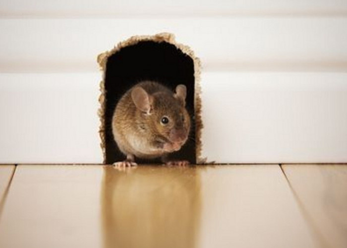 Buat Tikus Minggat dan Kapok, Ini Nih 5 Cara Praktis Mengusir Tikus Dari Rumah