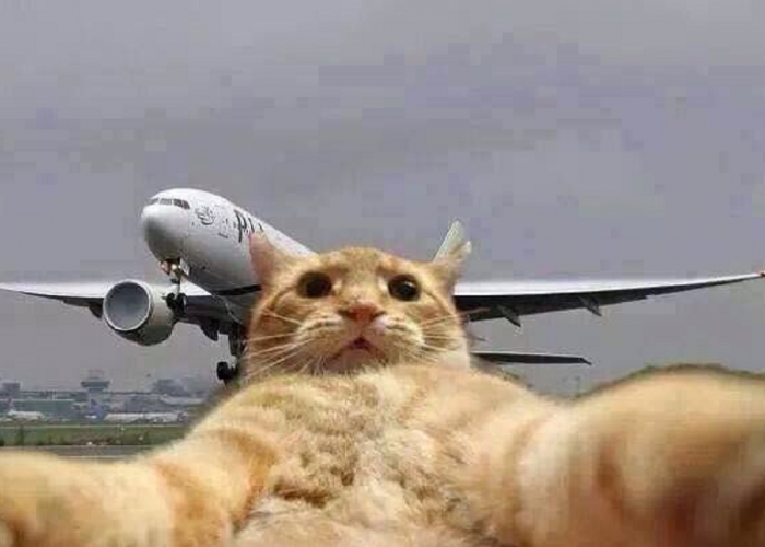 Ingin Tau Cara Pergi Mudik Menggunakan Pesawat Sambil Bawa Kucing? Berikut Syarat dan Ketentuannya