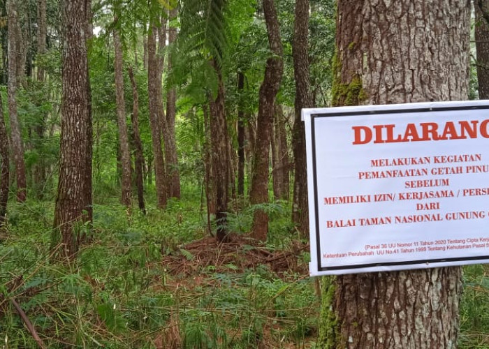 Pengelola Wisata Palutungan Protes, Ada Penyadapan Getah Pinus di Ciremai