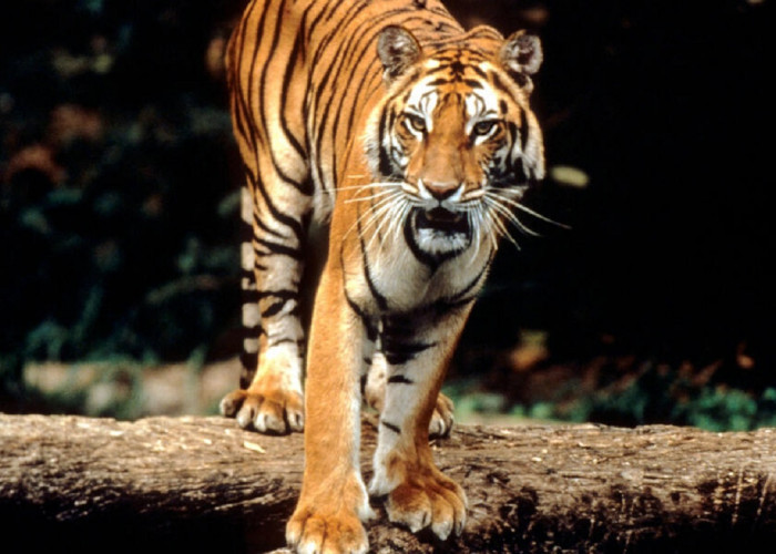 Harimau Sunda Terakhir di Pulau Sumatera di Tengah Konflik Tak Berkesudahan dengan Manusia