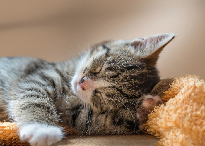 Kenali Penyebab Flu Kucing, Gejala dan Cara Mengobatinya, Cat Lovers Wajib Tahu!