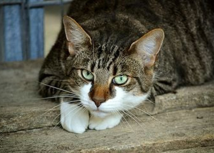 4 Fakta Kucing Liar Suka Datang ke Rumah, Oh Ternyata Ini Alasannya!