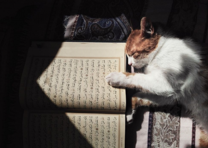 Bukan Cuman Kucing, Ternyata Nabi Muhammad SAW juga Sangat Mencintai Hewan-Hewan Ini