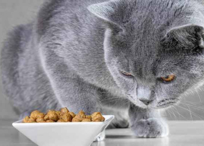 Anabul Mogok Makan? Berikut 5 Tips Mengatasi Kucing yang Tidak Mau Makan, Cat Lovers Wajib Simak!