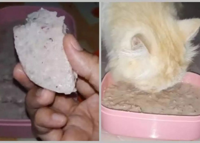 Mengutip Karya Bayu R. Susetyo, Ini Dia 3 Resep Makanan Kucing Bisa Dibuat Di Rumah!