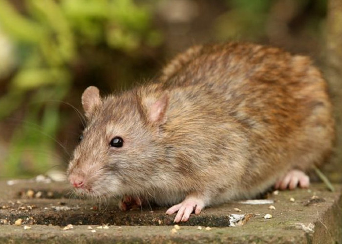 Buat Tikus Tidak Berdaya, Ini Dia 5 Cara Ampuh Mengusir Tikus Dari Rumah