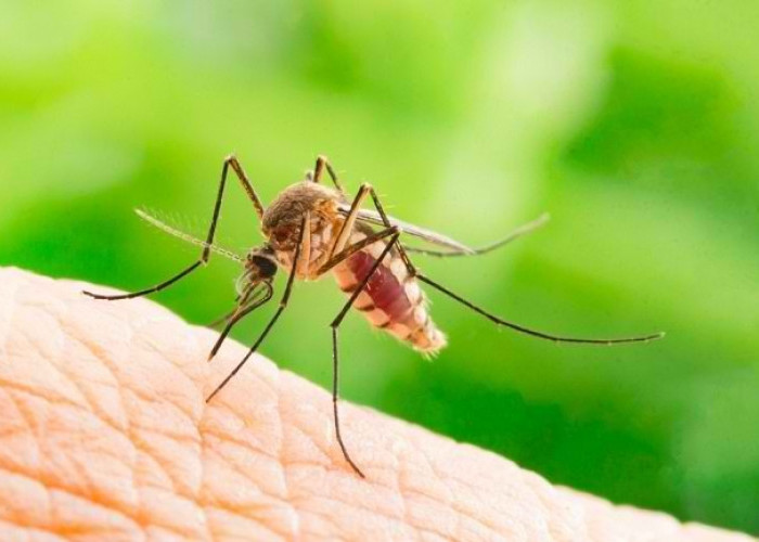 Pastikan Tidak Tergigit Nyamuk Aedes Aegypti, Lakukan 3 Perlindungan Diri dengan Cara Mudah dan Alami