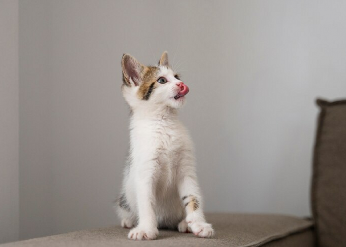 Jangan Sembarangan Memberi Makan! Ini Rekomendasi Makanan Kucing Kecil Yang Harus Kamu Coba!