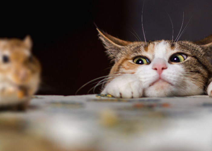 Bikin Terharu! Ternyata Ini 3 Alasan Kucing Kampung Membawa Tikus ke Rumah