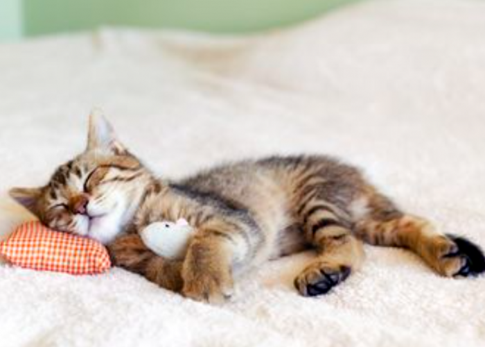 Bukan Cuma Ingin Dimanja, Inilah 5 Alasan Kenapa Kucing Mendengkur yang Perlu Diperhatikan