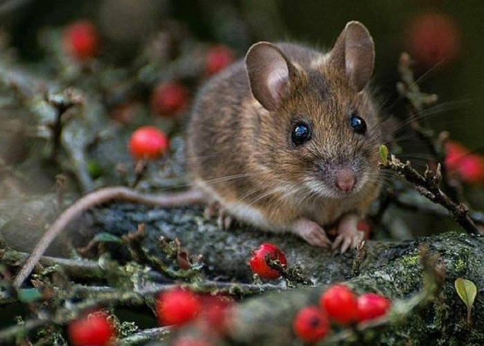 Cukup Gunakan Bawang Putih Untuk Usir Tikus, Berikut 4 Cara Menggunakan Bawang Putih Untuk Mengusir Tikus