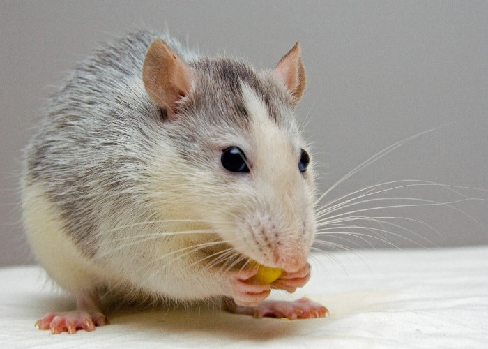 Jangan dibiarkan! Tikus dalam Mobil Dapat Membahayakan, Simak Apa Saja Bahayanya dan Cara mengusirnya 