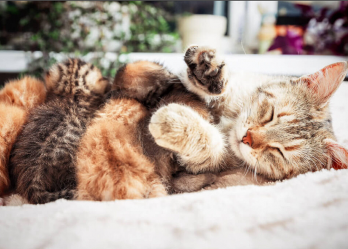 Mengandung 9 Minggu, Inilah 6 Panduan Menolong Kucing Melahirkan Sendiri di Rumah
