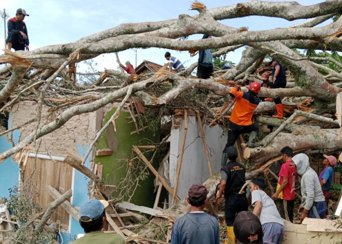 Tragedi Pohon Beringin di Kuningan, Tumbang dan Menimpa 3 Rumah, Sejumlah Warga Terluka