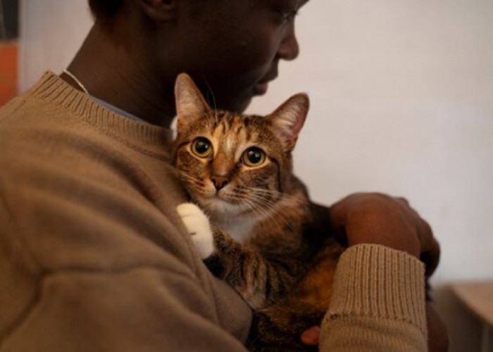 Bagaimana Cara Kucing Berterima Kasih Kepada Manusia? Yuk Simak Disini Jawabannya