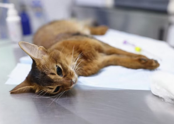 Macam-Macam Penyakit Kucing Kampung Yang Perlu Kita Ketahui Sebelum Memeliharanya