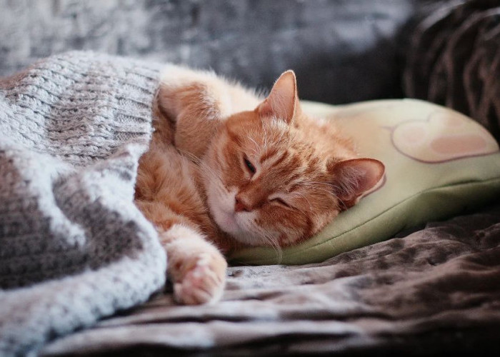 Kenapa Kucing Suka Tidur di Kasur Kita? Ternyata Ini 4 Alasannya yang Sangat Menyentuh Hati